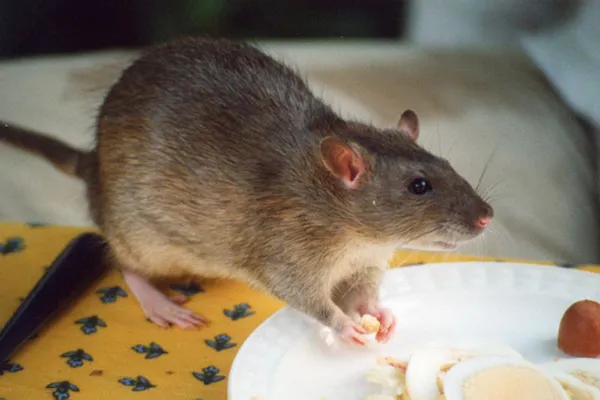 Comparison of Common North American Rat Species
