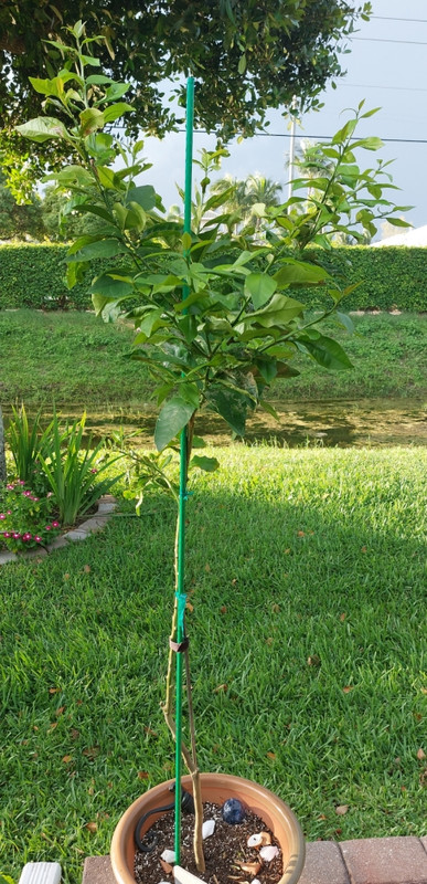 grafted_lemon