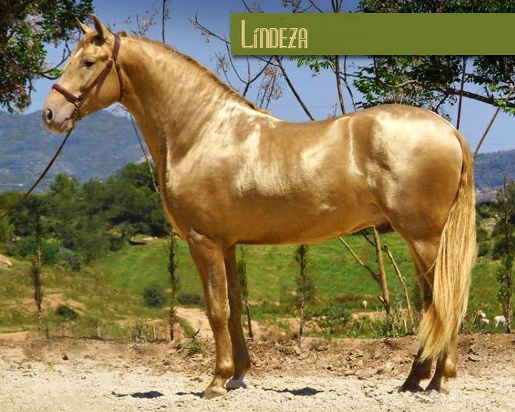 lindeza