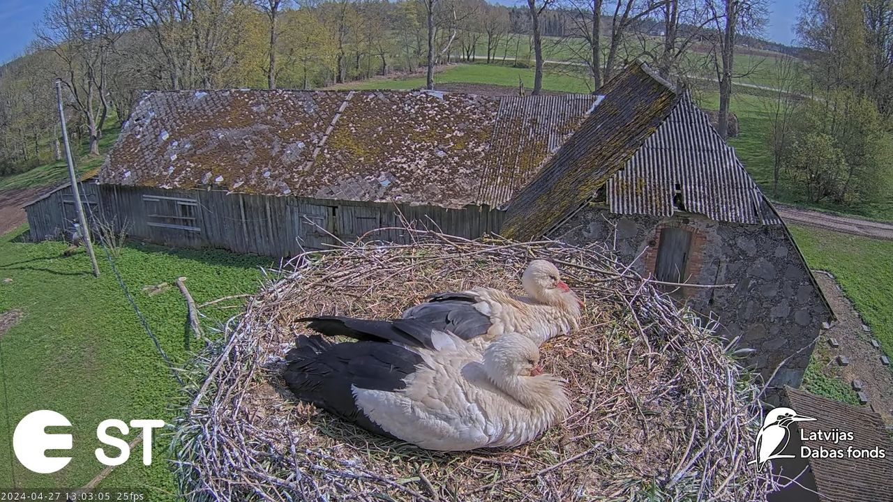Baltie stārķi (Ciconia ciconia) Tukuma novadā - LDF tiešraide __ White storks in Tukums, Latvia 13-7