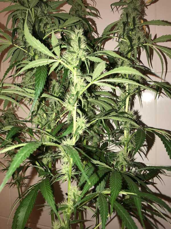 F941C852-4B80-4CCF-BF3B-982AF87EBB48