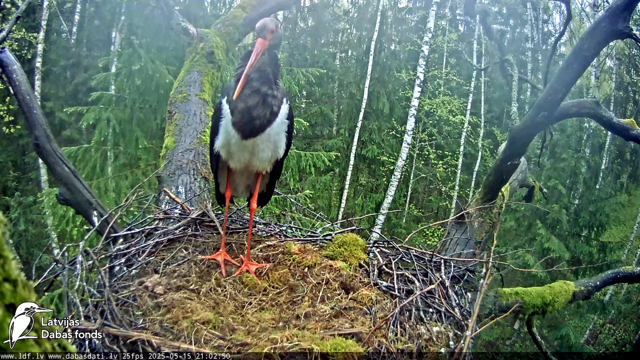 vlcsnap-2025-05-16-06h45m59s249