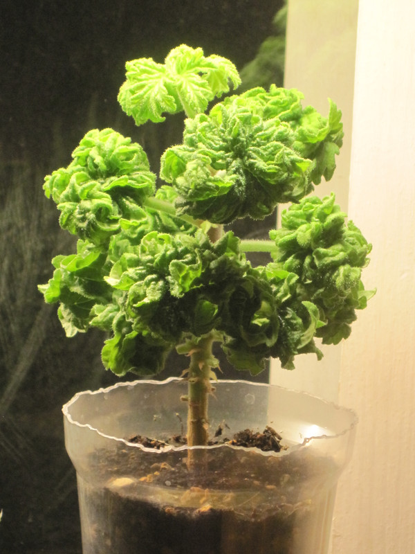 После обрезки ещё 5 листьев 14 февраля 2023 г