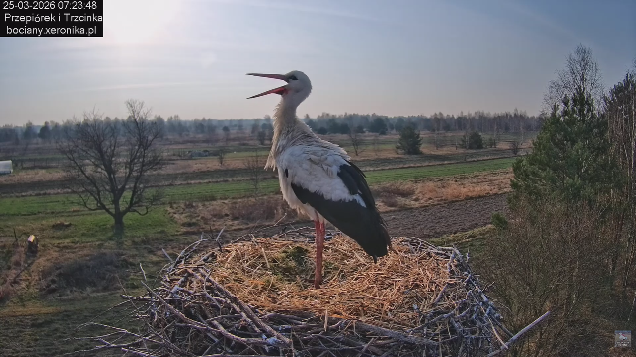 25032026bociany 11
