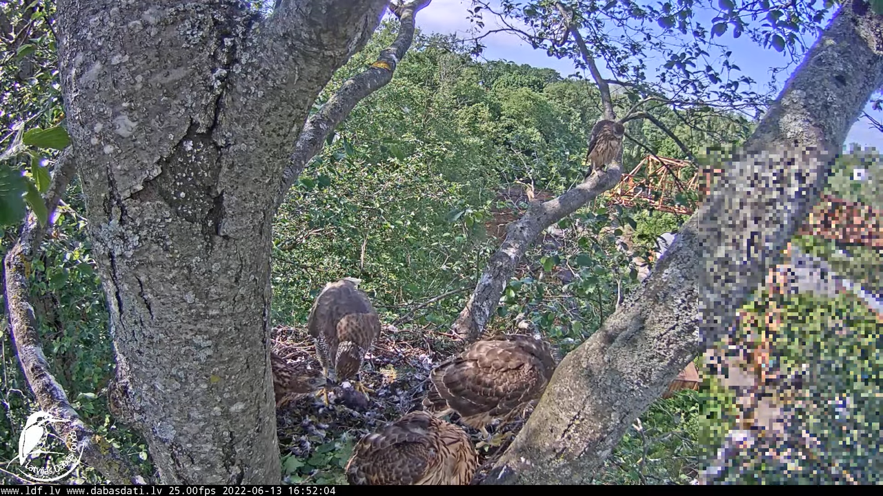 Vistu vanags (Accipiter gentilis) Rīgā - LDF tiešraide __ Goshawks, Riga, Latvia 10-55-39 screenshot