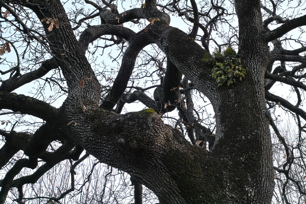 _P2M8508_sRGB da r 2 _x Juza