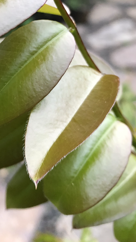 9FE0FA9B-F118-48FB-929E-49DC7D3725EB