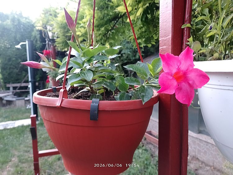 https://i.postimg.cc/FH2D6vcx/tolcserjazmin-2026.jpg