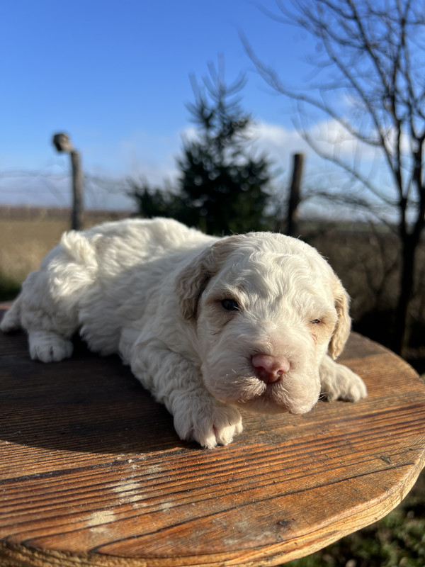 Lagotto Romagnolo male puppy – Litter F 2025 – white base coat with orange and cappuccino markings – photo 1, 21 days old