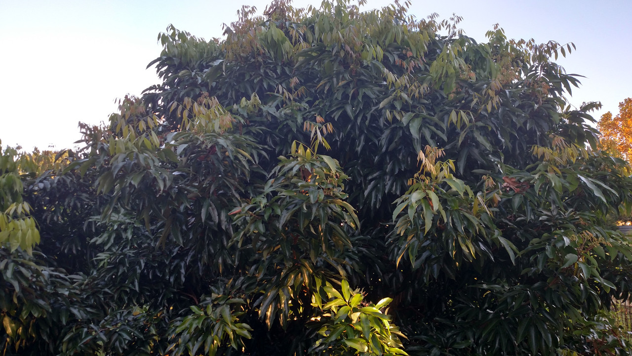IMG_20201102_165443003_HDR