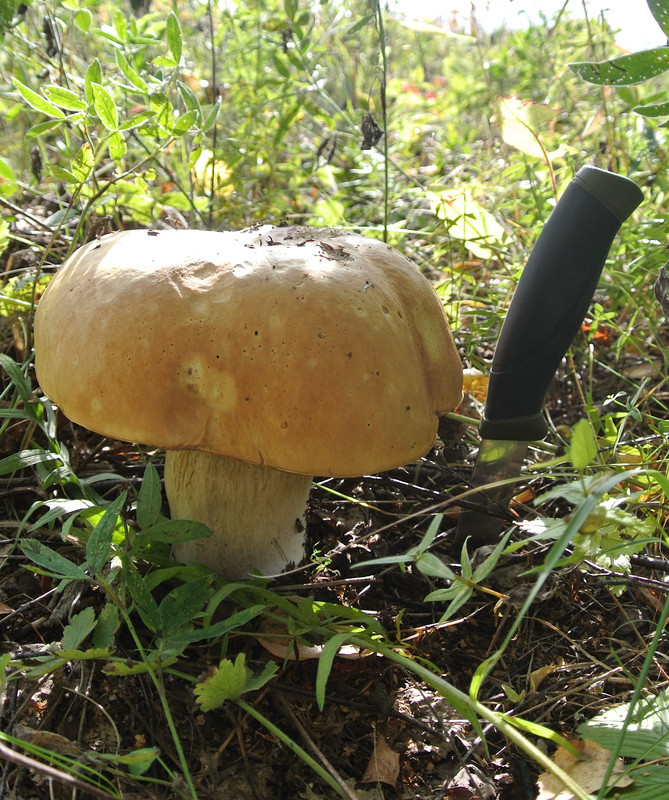 Кочебахтино 07.08.2014 05