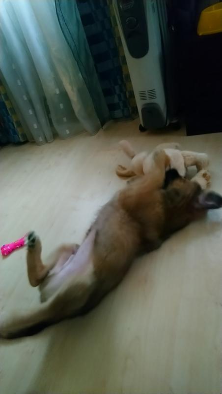 Гималайский4