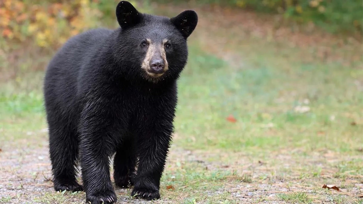 Mujer graba momento cuando se encontró con un oso negro en NL; se vuelve viral