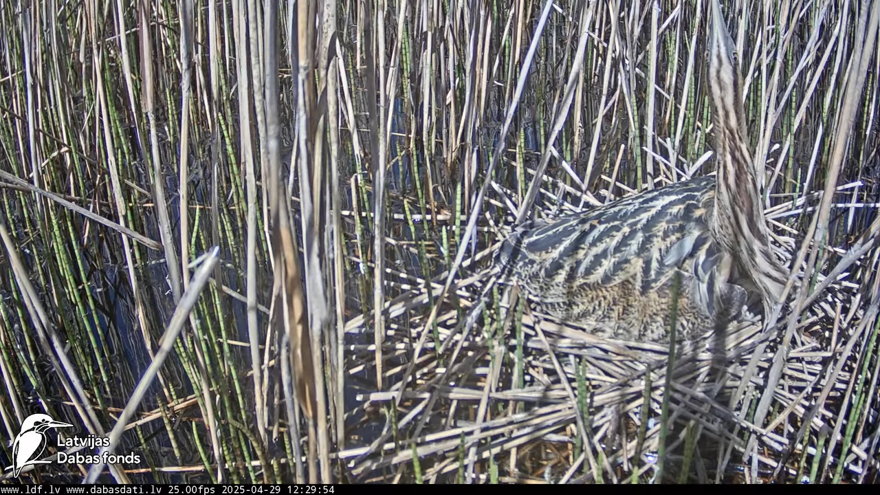 LDF Lielais dumpis (Botaurus stellaris) Zemītes pagastā 12-24-59 screenshot