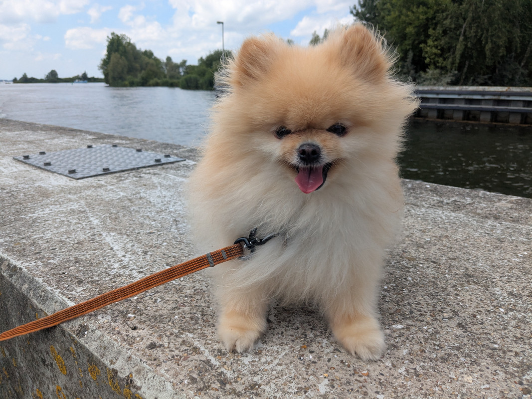 Трое в Амстердаме, не считая собаки. Переезд в Нидерланды.