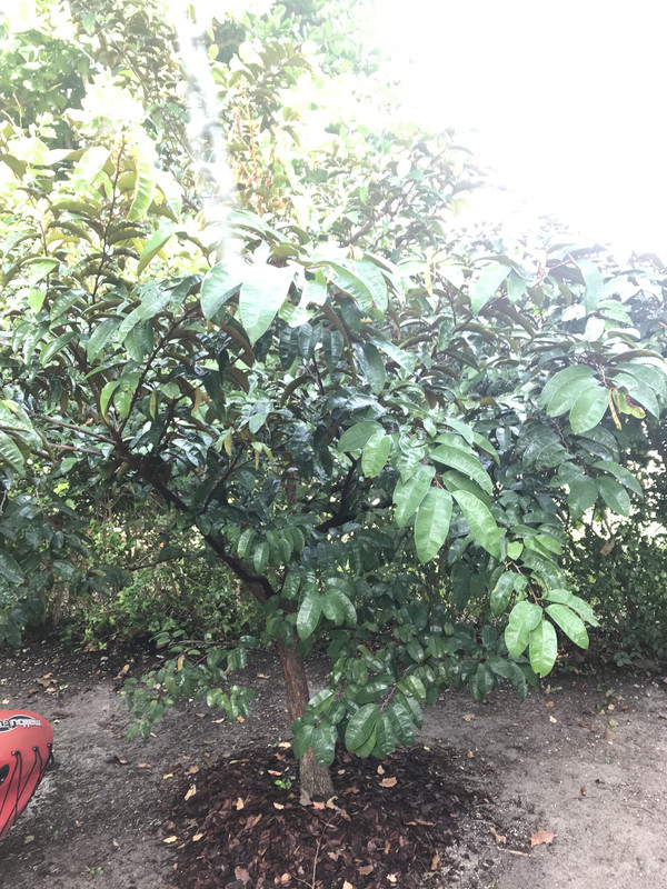 Corongan Caimito 112018