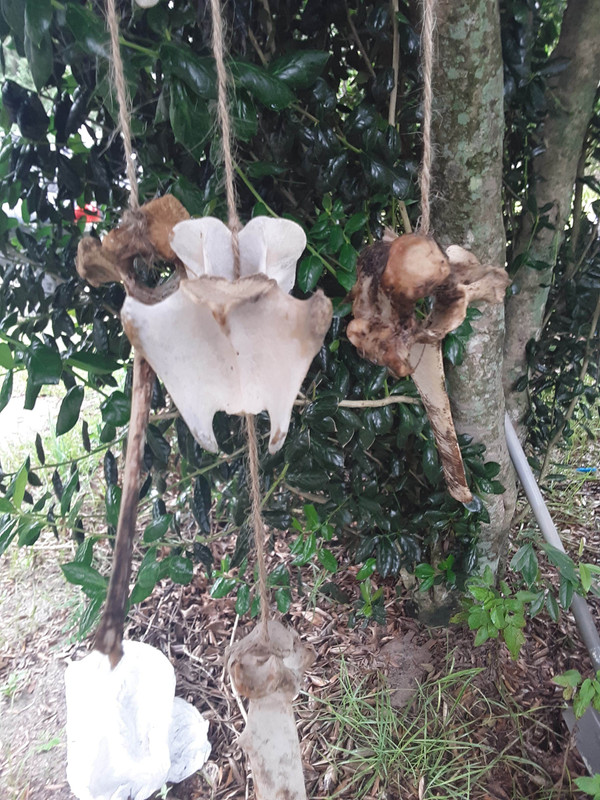Deer vertebra
