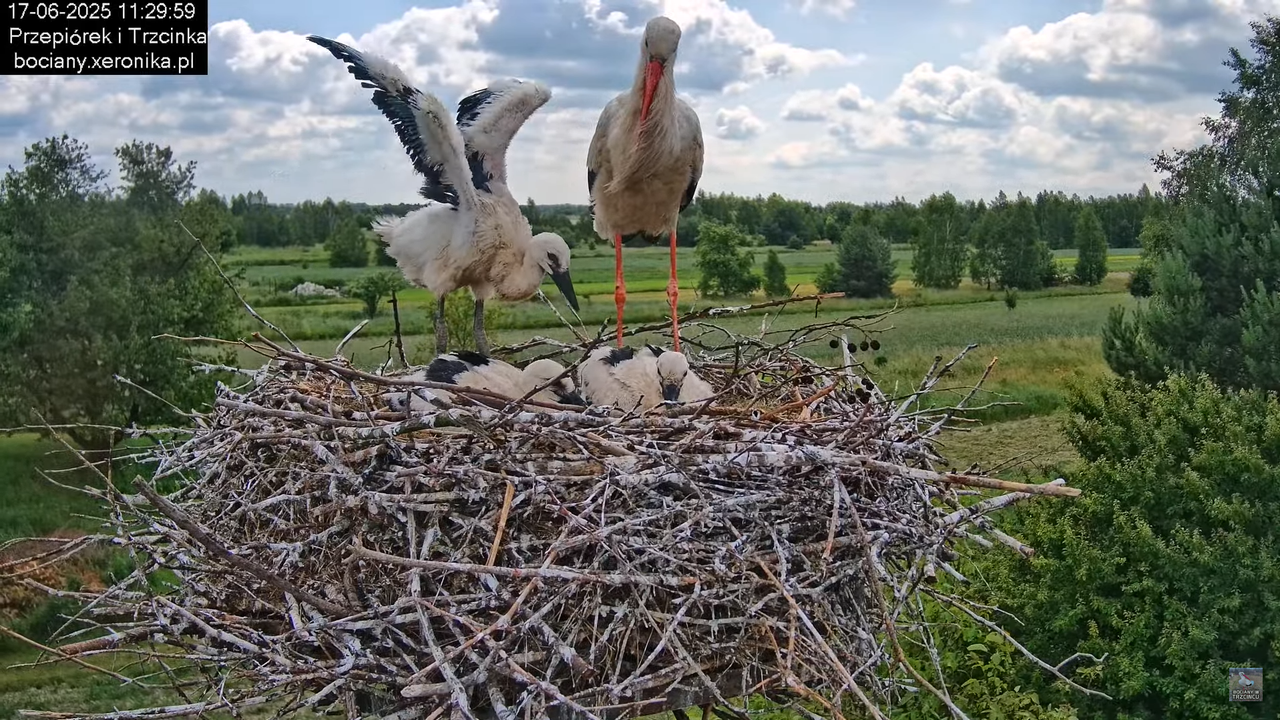17062025bociany38