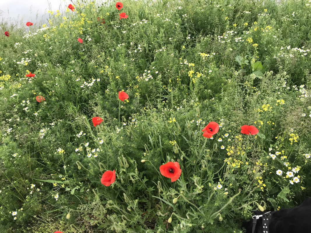 1A571DA8-7037-45ED-8157-54D63BDA12F2