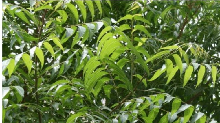 Many diseases are cured with neem leaves