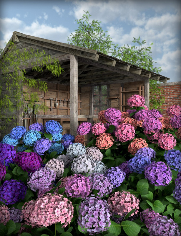 Hydrangea Hydrangea