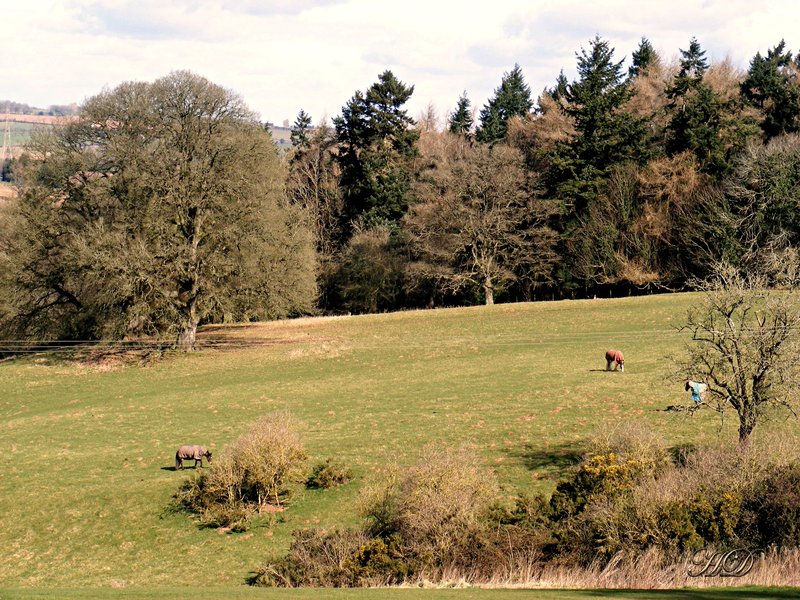 animals-horse-in-the-field-HD.jpg