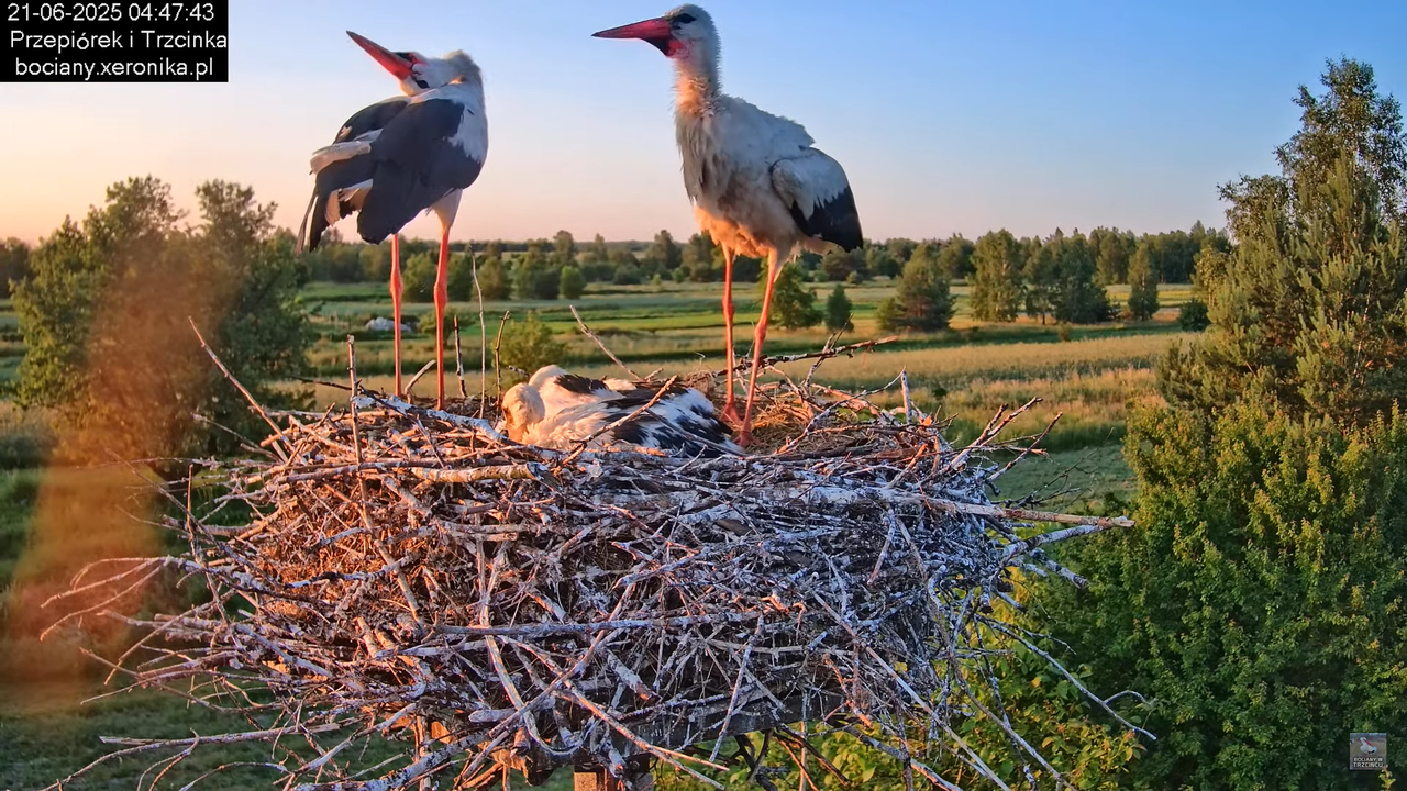 21062025bociany5
