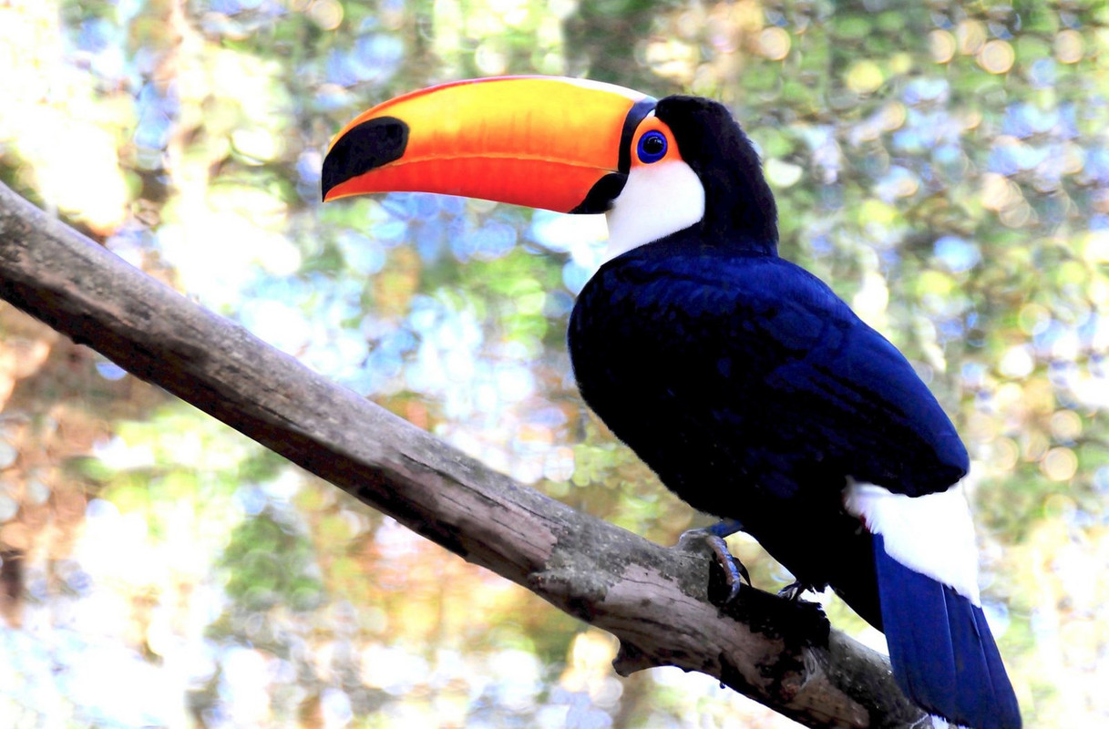 blue-pelican-dis1.jpg