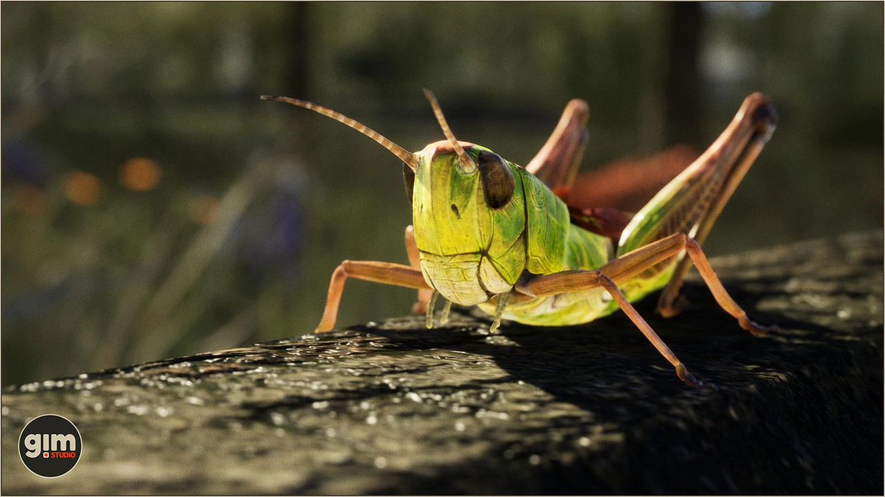 Animalia - Meadow Grasshopper for iClone