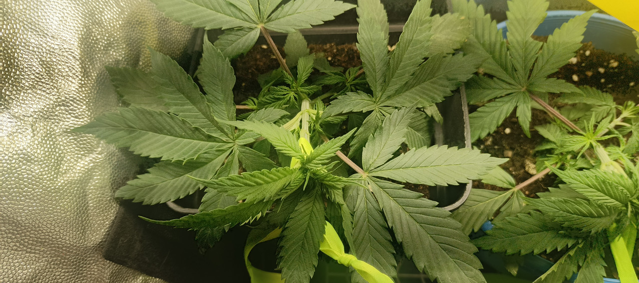 IMG_20250210_234844_603