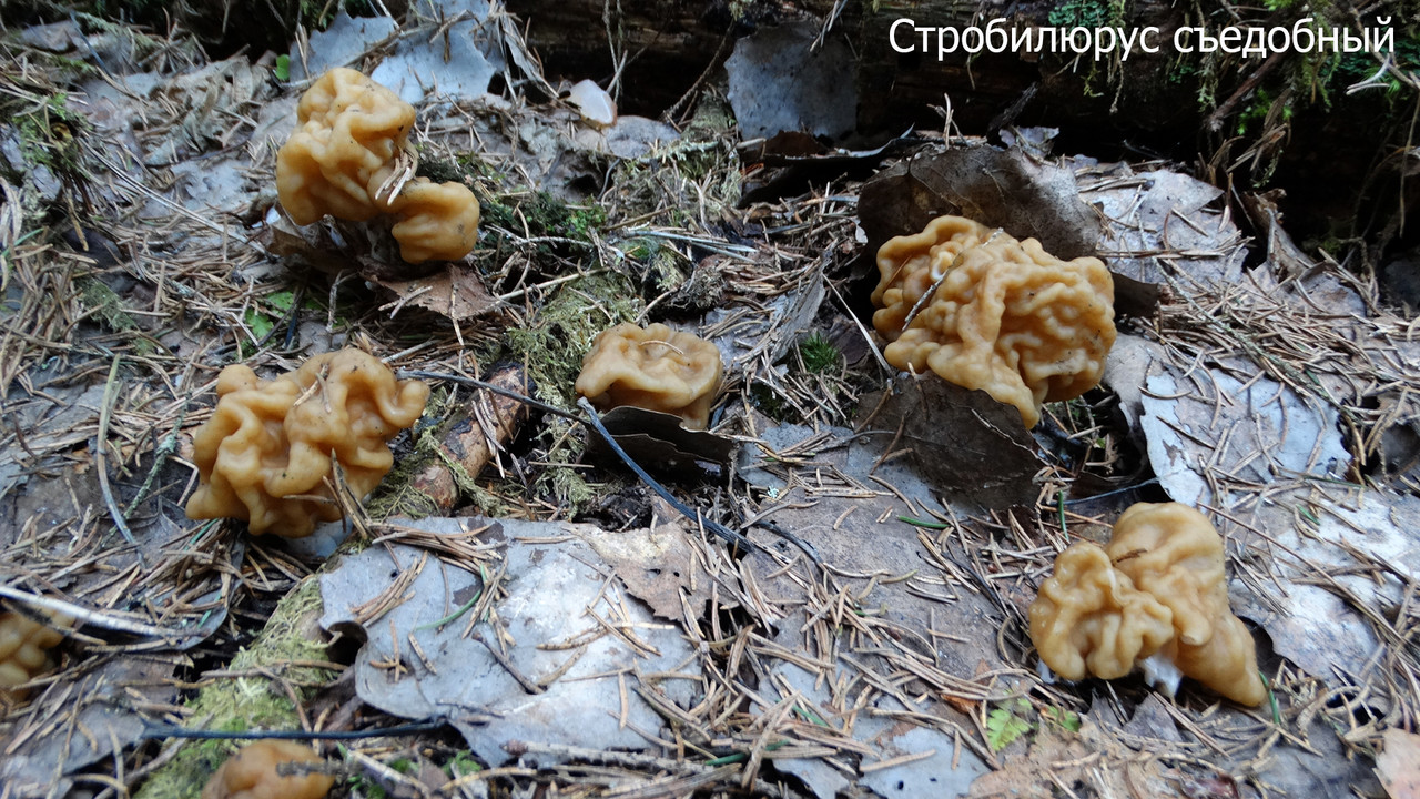 Строчок гигантский