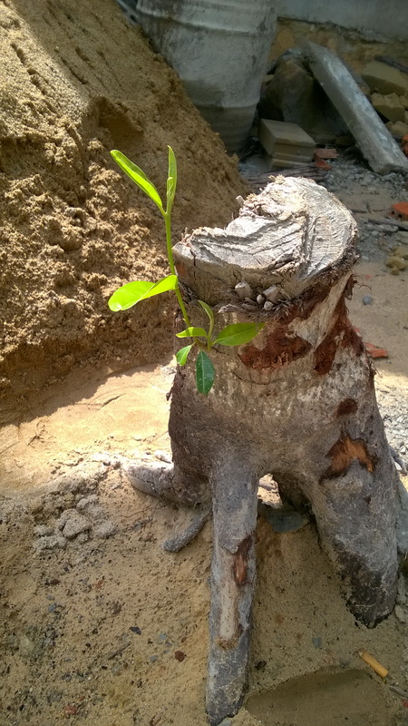 [Image: WP-20160824-09-25-13-Pro.jpg]