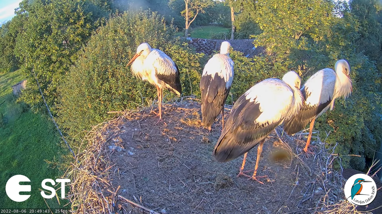 Baltie stārķi (Ciconia ciconia) Tukuma novadā - LDF tiešraide __ White storks in Tukums, Latvia 9-46
