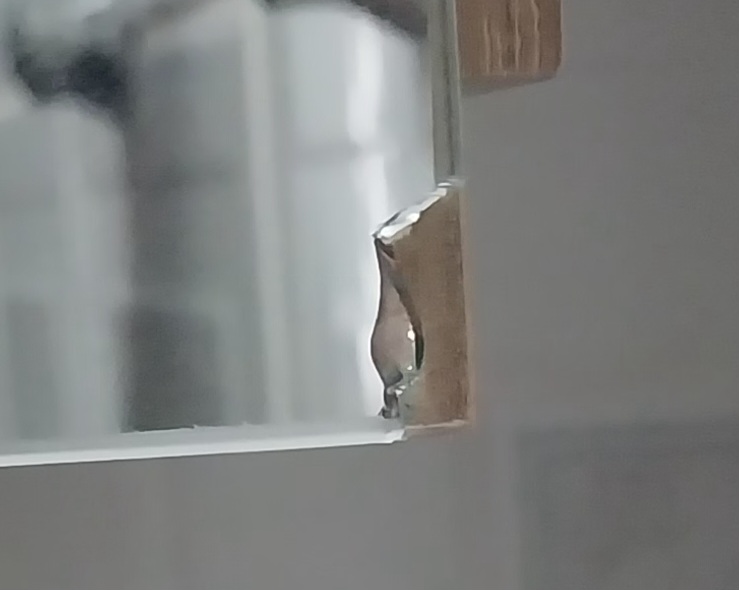 melifile4938548916521296474