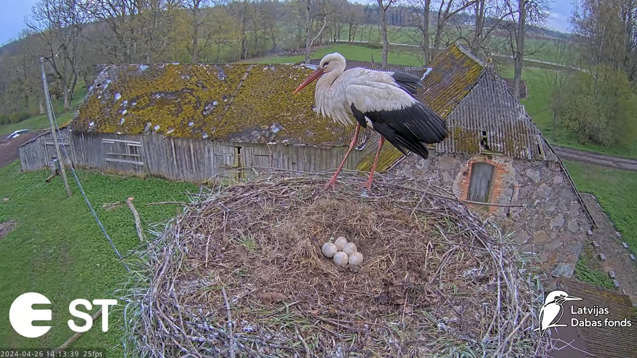 Baltie stārķi (Ciconia ciconia) Tukuma novadā - LDF tiešraide __ White storks in Tukums, Latvia 8-20