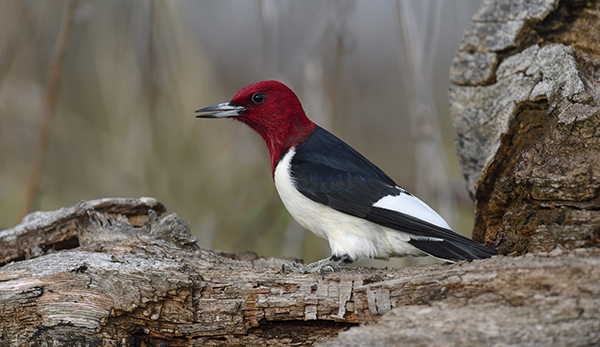 About the Red Headed Woodpecker