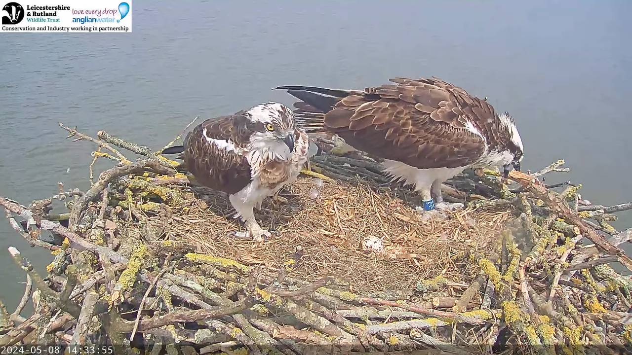 LRWT — Manton Bay Ospreys tiešraides tīmekļa kamera 11-28-7 screenshot