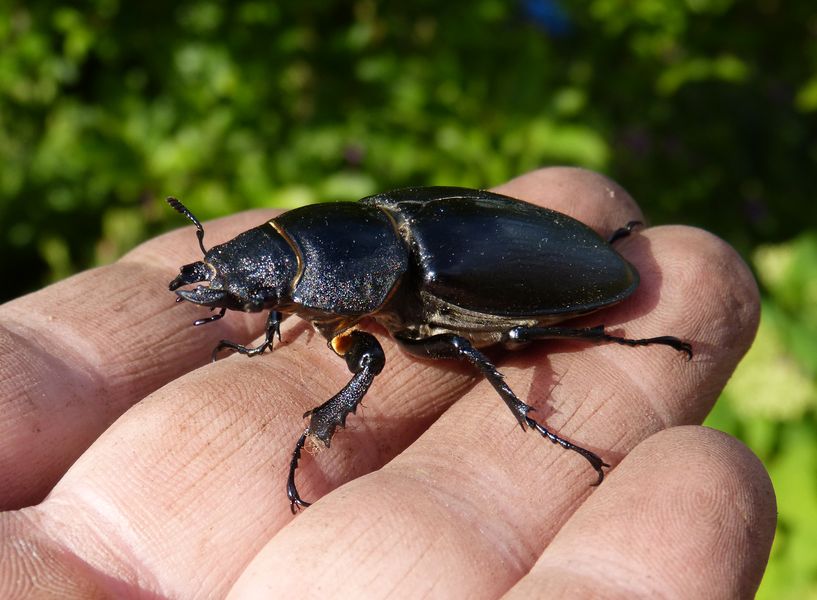 2014-06-22 Hirschkäfer1