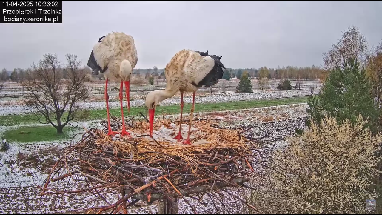 11042025bociany_6