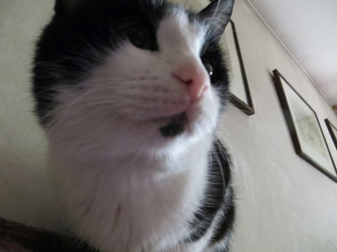 20 котов-хакеров, которые неправильно ввели пароль, и были сняты на веб-камеру