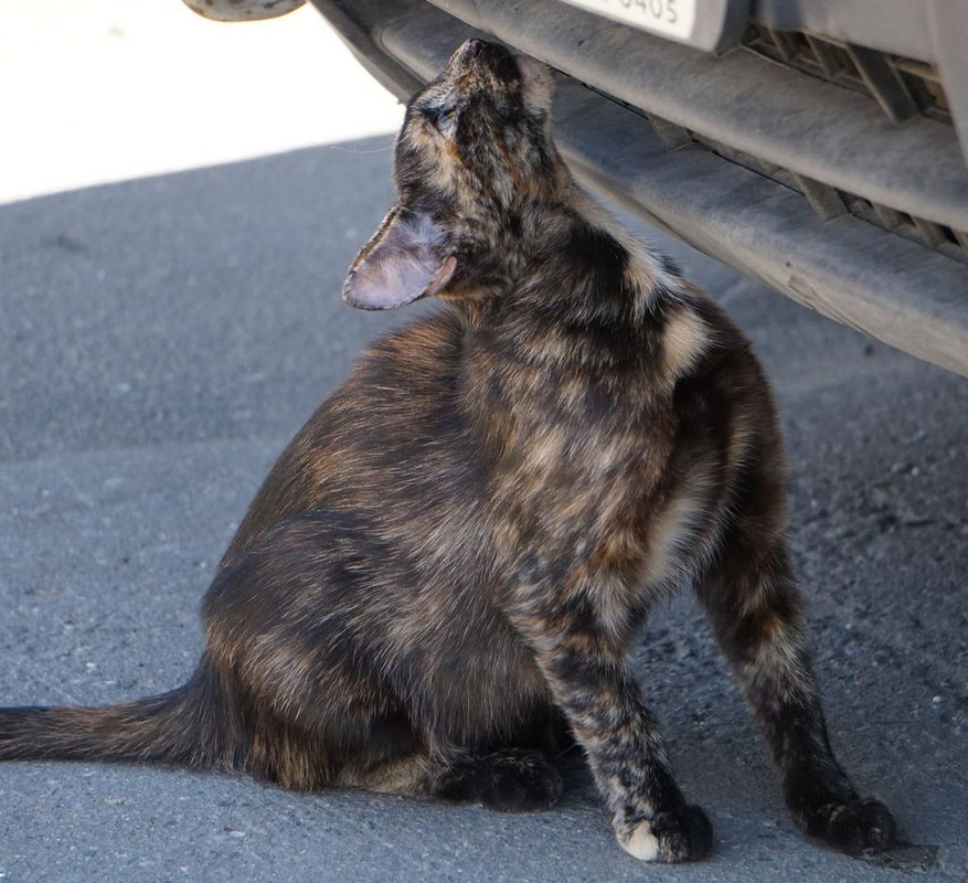 cat00.jpg