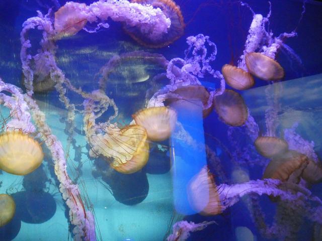 VALENCIA en un fin de semana - Blogs of Spain - Sábado 30/12: Llegada a Valencia y visita al Oceanogràfic (19)