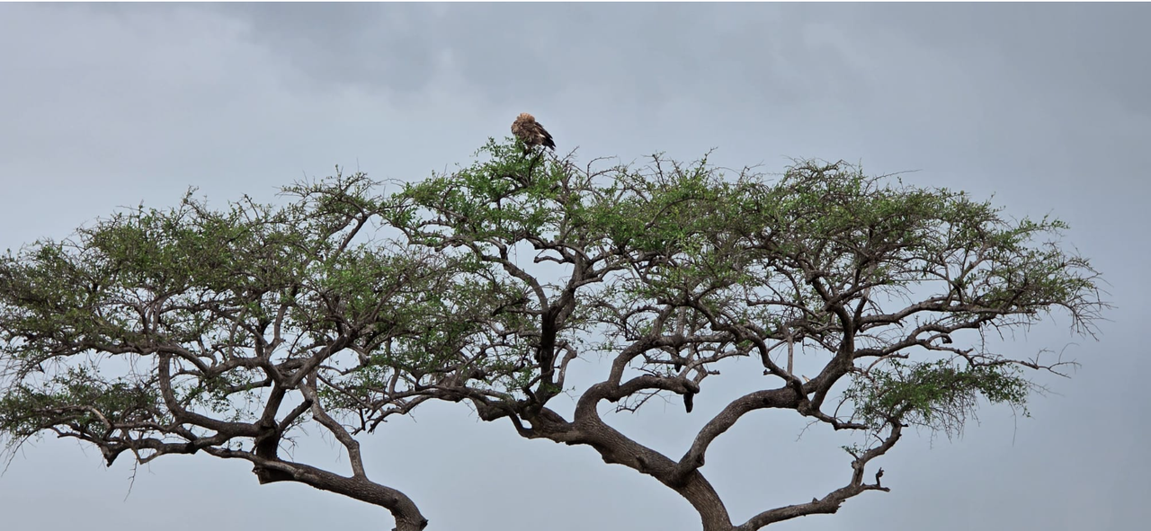 Ekrānuzņēmums 2025-05-07 085518