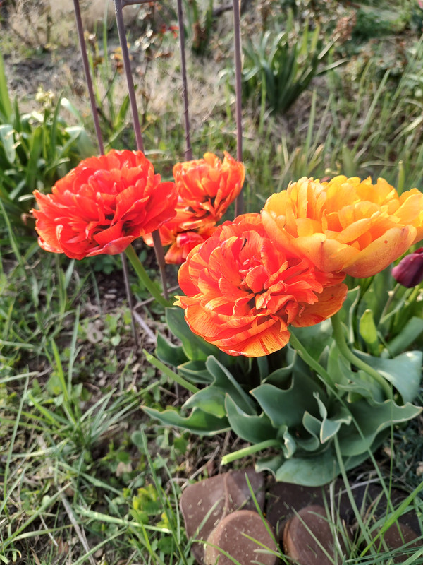 IMG_20230422_182840907_HDR