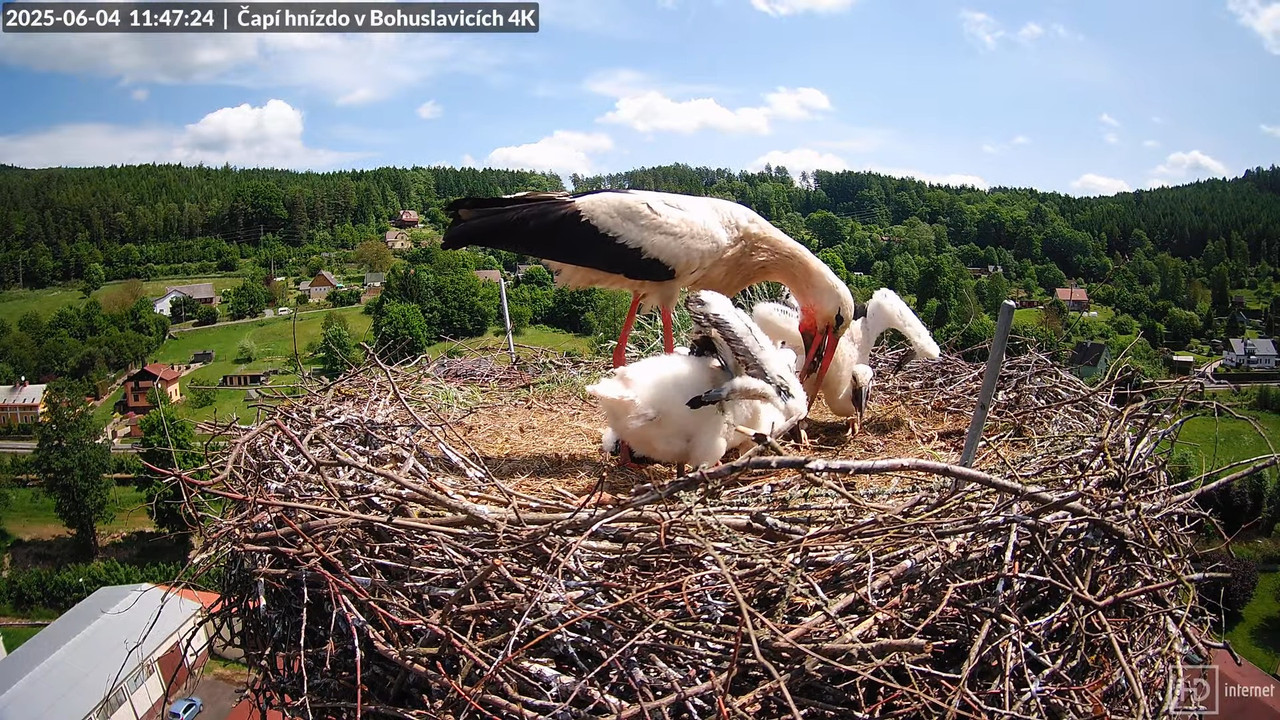 Tiešraide no KARA uzņēmuma stārķu skursteņa Bohuslavicē netālu no Trutnovas 7-28-22 screenshot