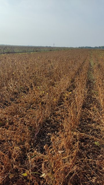 IMG-1cd8f4388a024316390b4aba968370dc-V (1)