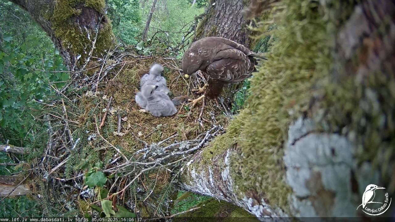 Melnās klijas (Milvus migrans) Kurzemē_ peļu klijāni (Buteo buteo) 12-3-12 screenshot