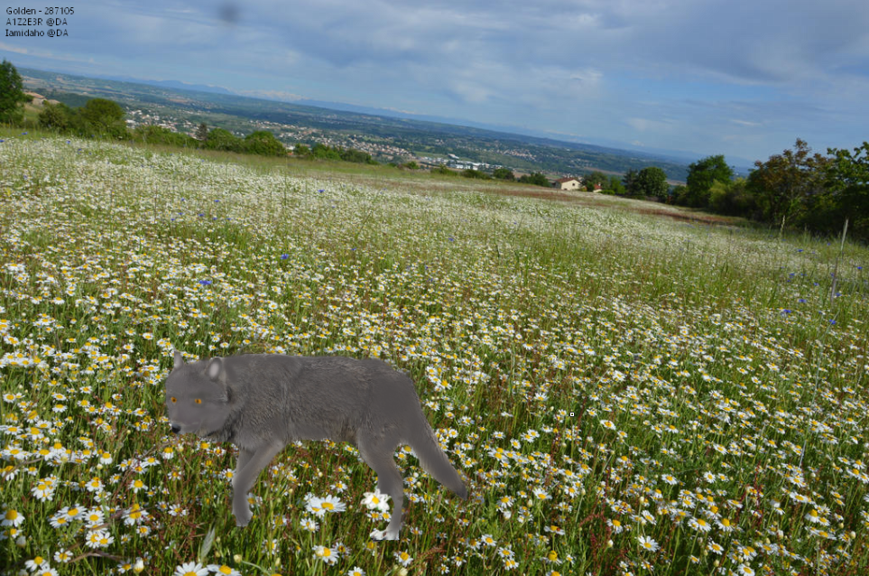 Wolf-Field.png