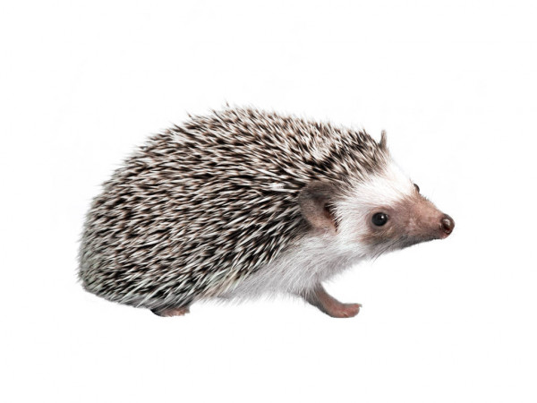 african hedgehog