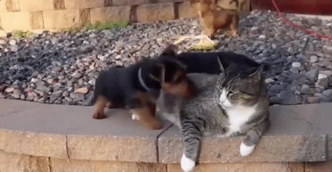 daily-gifdump-3391-18.gif
